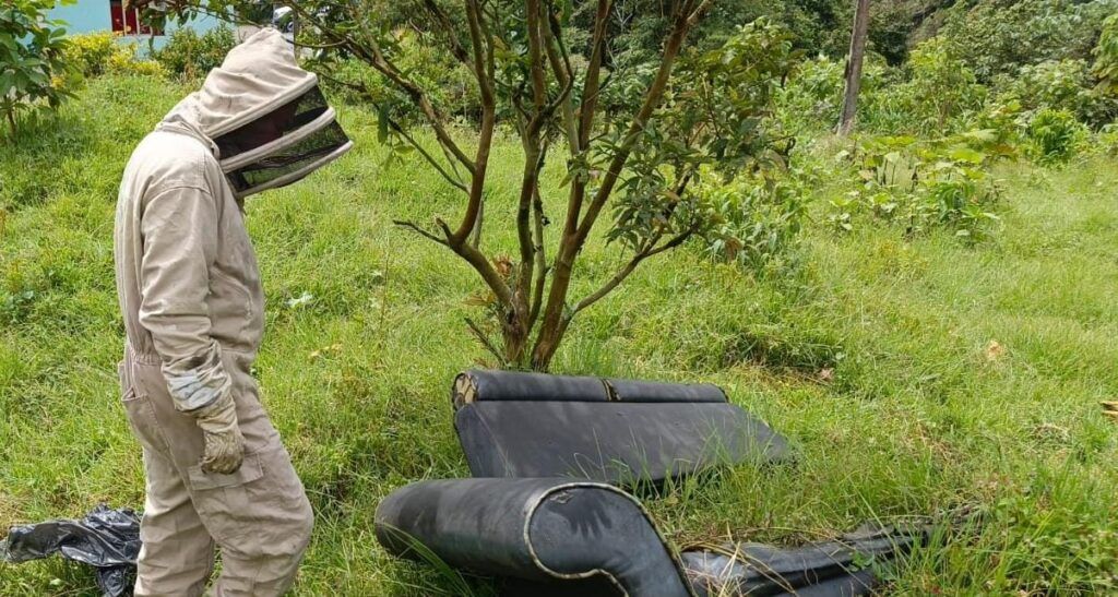 Bomberos de Manizales controlan enjambre de abejas en la comuna Ciudadela del Norte
