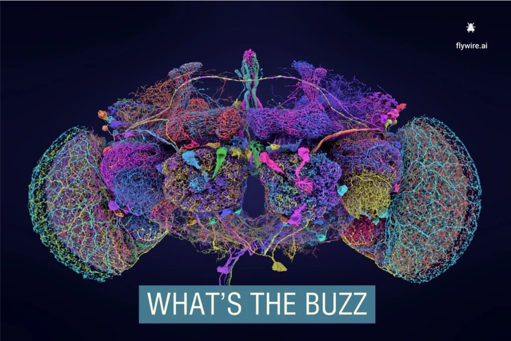 Científicos mapean el cerebro de la mosca de la fruta