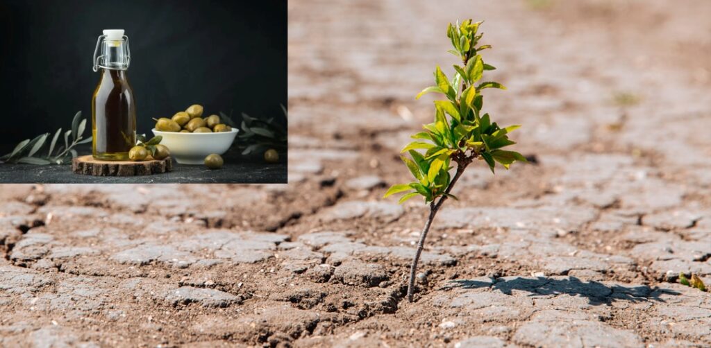 El cambio climático y la industrialización están cambiando el cultivo del aceite de oliva