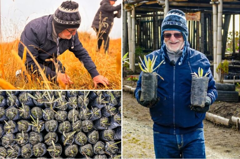 Gobernador de Caldas lideró siembra de especies nativas en el Parque Nacional Natural los Nevados