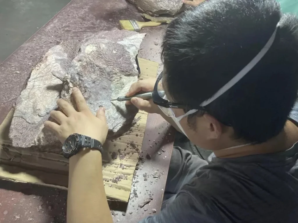 Hong Kong descubre fósiles de dinosaurios