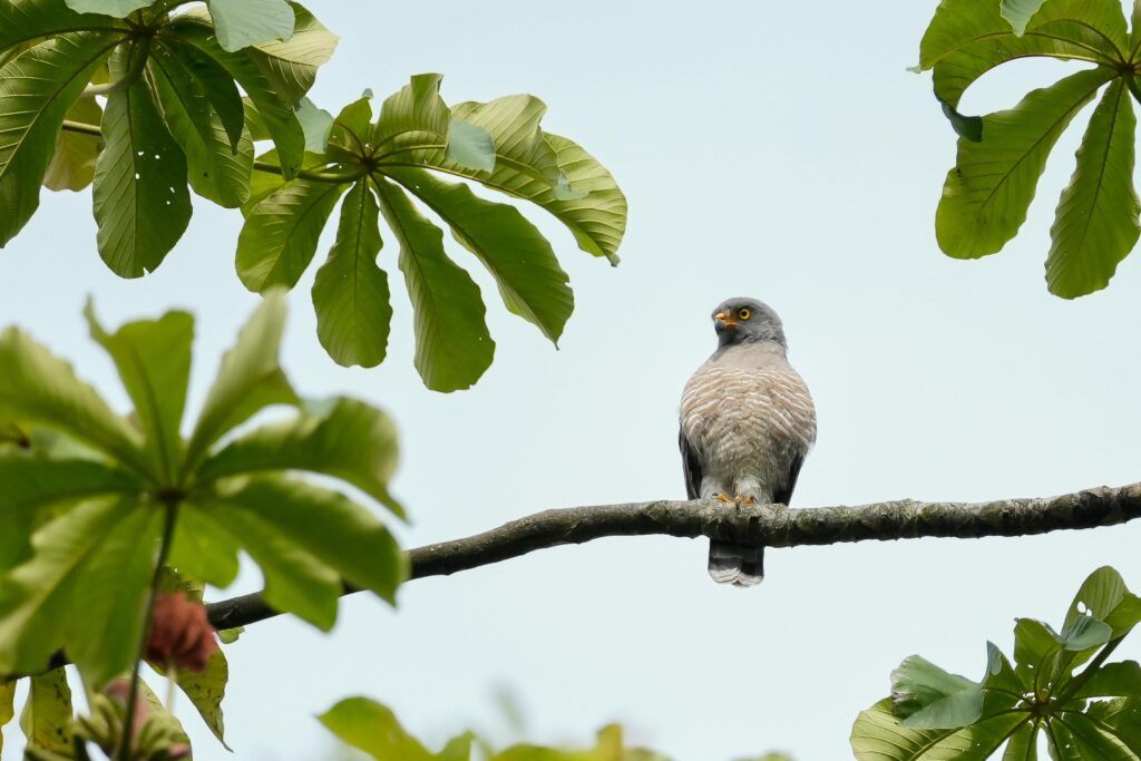 Descubriendo el Cielo: estudiantes de Manizales se convierten en Guardianes de Aves y Biodiversidad