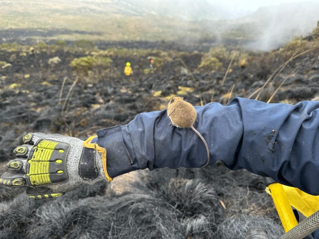 Manizales apoyó la extinción de fuego por Incendio forestal en el Parque Natural Nacional Los Nevados, tras más de 24 horas de operativo conjunto