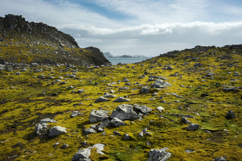 Moss and rocks cover the ground on Robert Island in Antarctica. Credit: Isadora Romero/Bloomberg via Getty