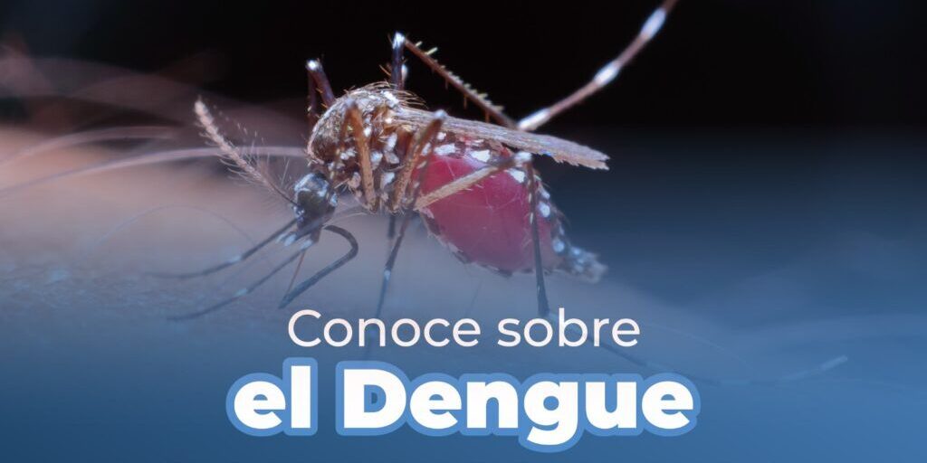 Prevención del Dengue en Manizales: Alerta por Presencia del Mosquito Aedes Aegypti