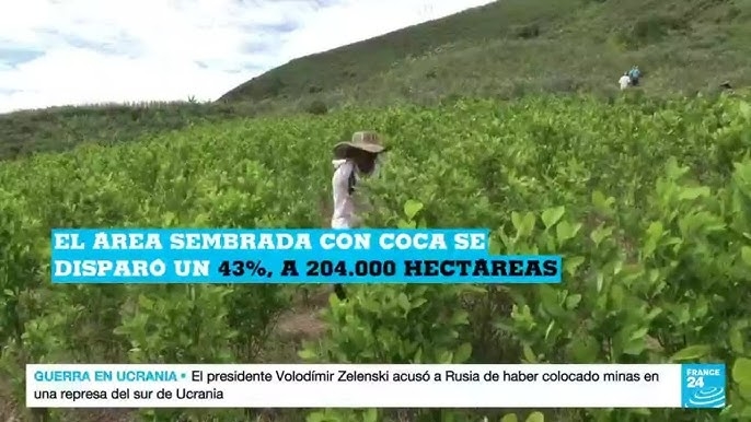 france 24 el area sembrada con coca se disparo