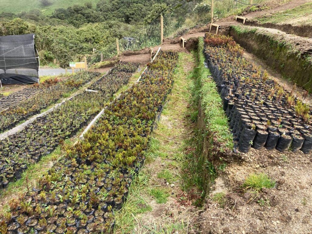 Alcaldía aliada en la inauguración del Vivero Pedagógico de Alta Montaña Torrecitas, Fondo de Agua VivoCuenca