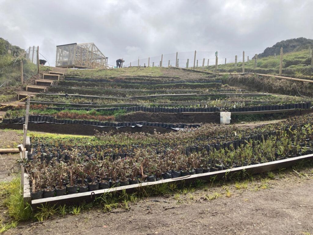 Alcaldía aliada en la inauguración del Vivero Pedagógico de Alta Montaña Torrecitas, Fondo de Agua VivoCuenca