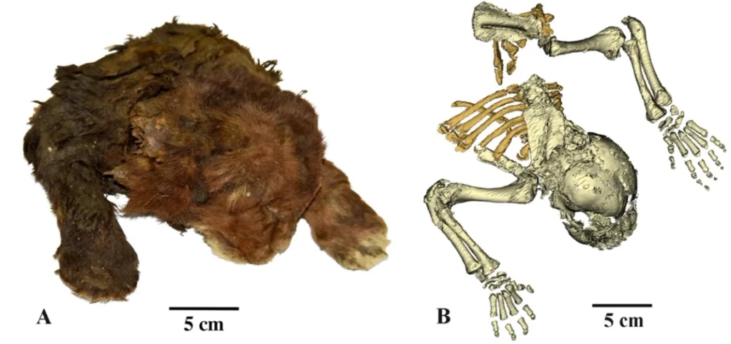 Desenterrada momia de cachorro de dientes de sable