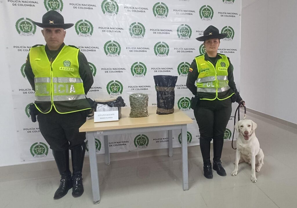 Noviembre 10 de 2024 443 GRAMOS DE MARIHUANA ESTABAN CAMUFLADOS EN UNA CAJA DE CARTÓN El estupefaciente fue enviado mediante la modalidad de encomienda desde la ciudad de Medellín