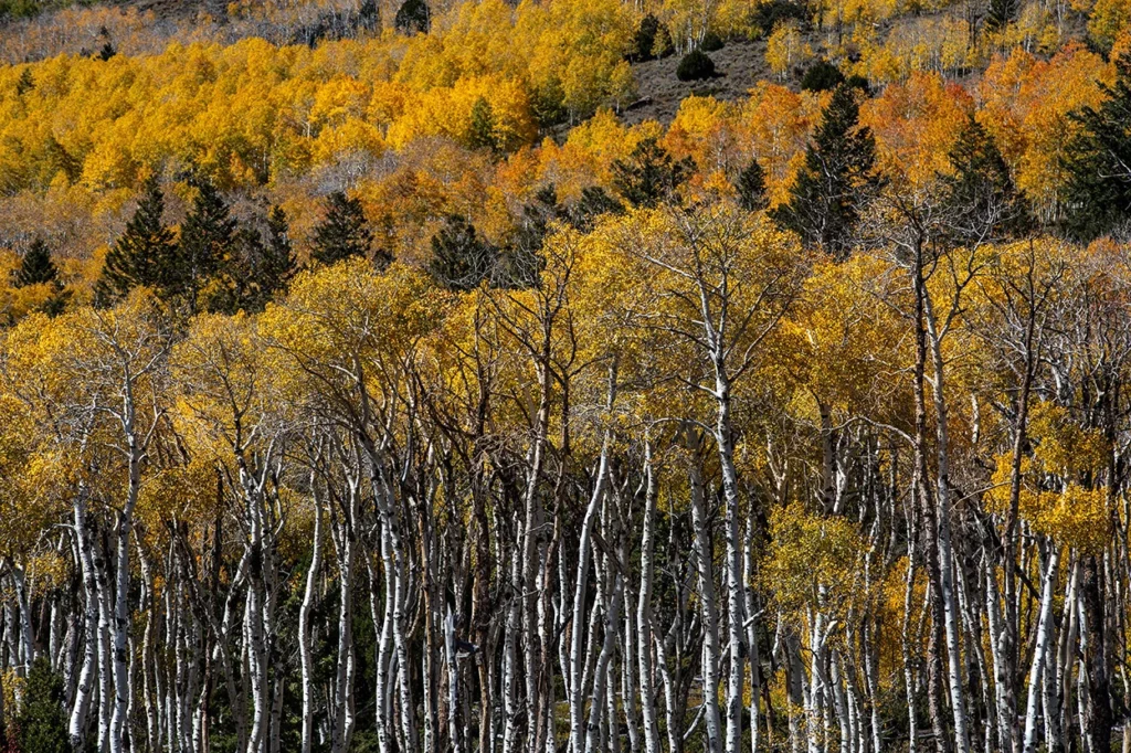 Pando consists of a vast root system with nearly 50,000 cloned stems, spread over an area of more than 40 hectares. Credit: George Rose/Getty