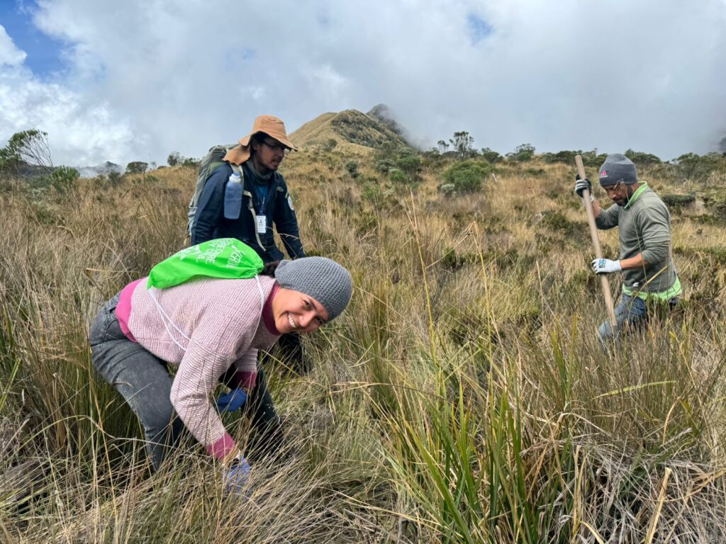 Voluntariado SENA sembró frailejones en inmediaciones del Volcán Nevado del Ruiz