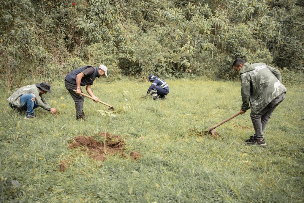 El progreso de las áreas de reserva de Manizales se logra con reforestación y mantenimiento