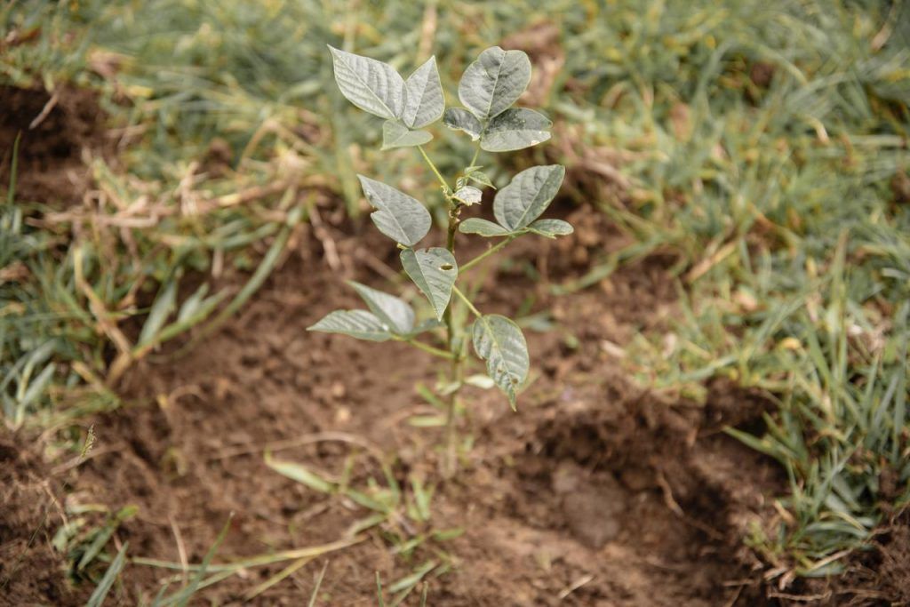 El progreso de las áreas de reserva de Manizales se logra con reforestación y mantenimiento