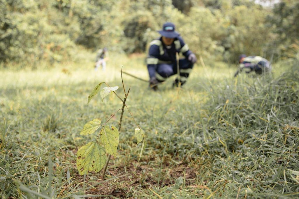 El progreso de las áreas de reserva de Manizales se logra con reforestación y mantenimiento