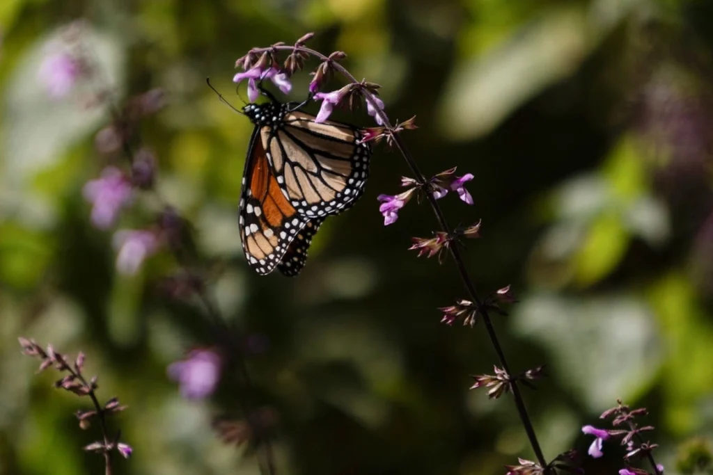 Estados Unidos toma medidas para proteger a la mariposa monarca