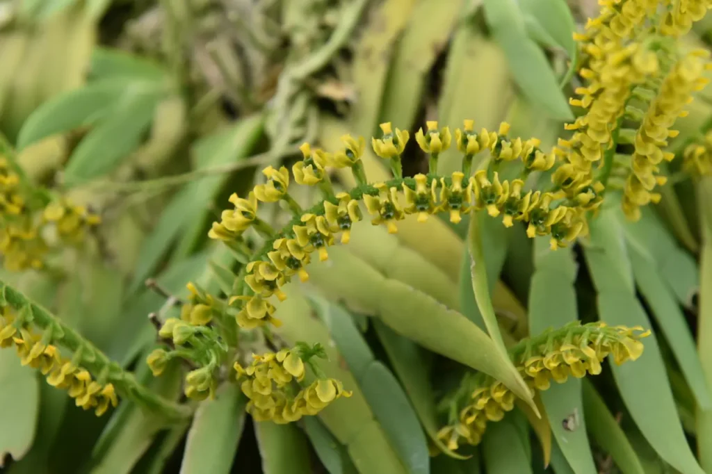 Orquídea Colombiana Triunfa en la XIX Exposición Nacional e Internacional de Manizales